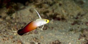 informacoes sobre o peixe goby firefish