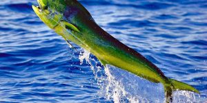 iscas artificiais para a pesca de dourado do mar