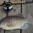 iscas naturais para a pesca de tilapia