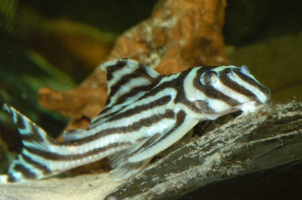 onde encontrar o peixe cascudo zebra
