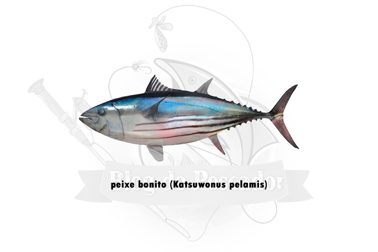 peixe bonito - katsuwonus pelamis