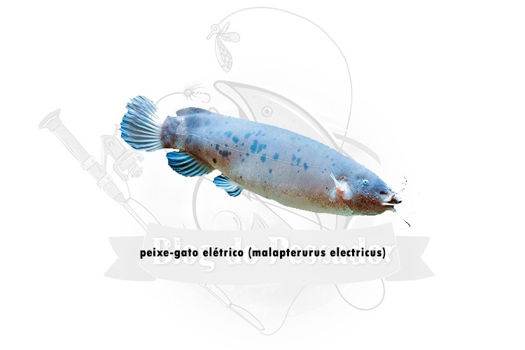 peixe gato eletrico - malapterurus electricus