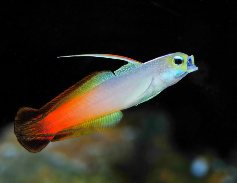 peixe goby firefish