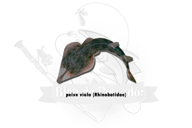 peixe viola - rhinobatidae