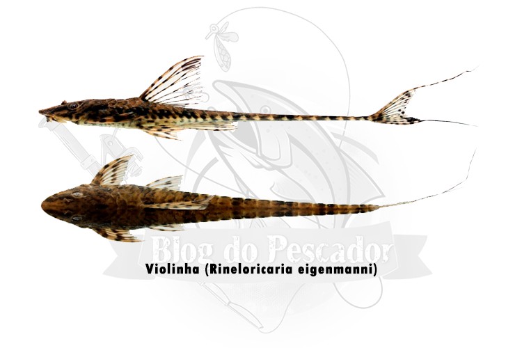 violinha -rineloricaria eigenmanni
