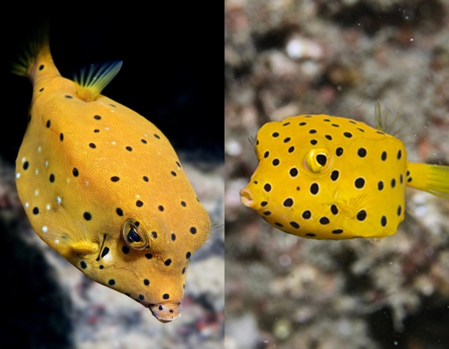 caracteristicas do peixe cofre amarelo
