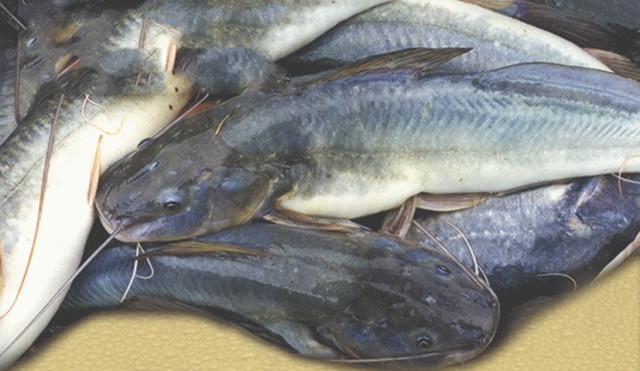 caracteristicas do peixe jundia