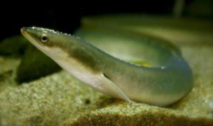 Congro peixe: características, reprodução, alimentação, habitat e tipos ...