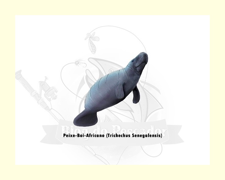 peixe boi africano - trichechus senegalensis