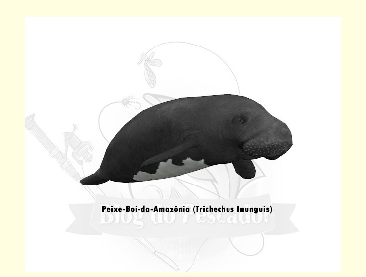 peixe-boi-da-amazonia - trichechus inunguis