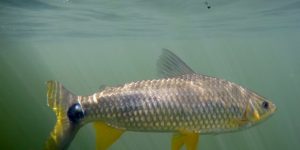 peixe piapara