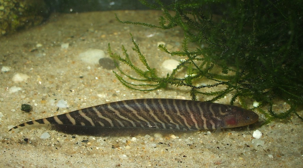 peixe tuvira