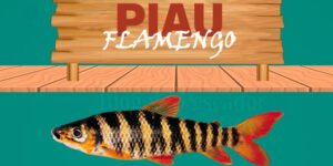 piau flamengo