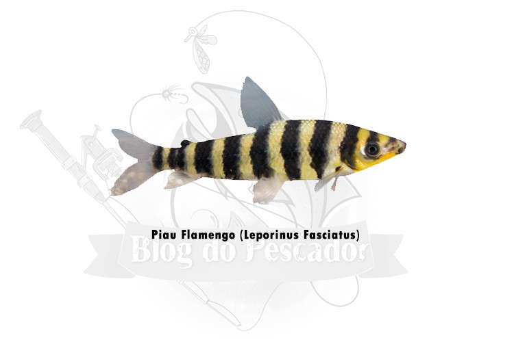 piau flamengo - leporinus fasciatus