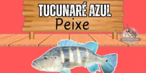 tucunaré azul