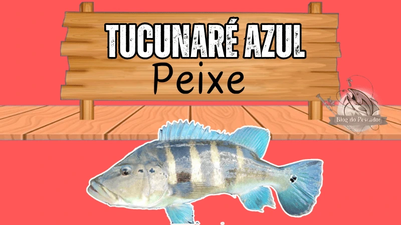 tucunaré azul