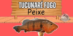 Tucunaré fogo peixe