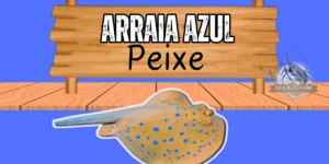 arraia azul