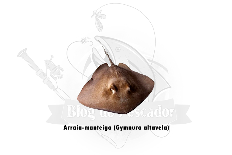 arraia-manteiga (gymnura altavela)