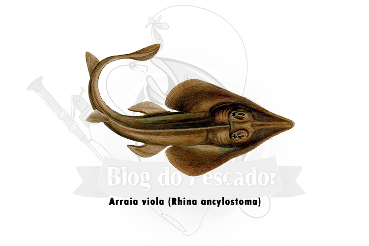 arraia viola (rhina ancylostoma)