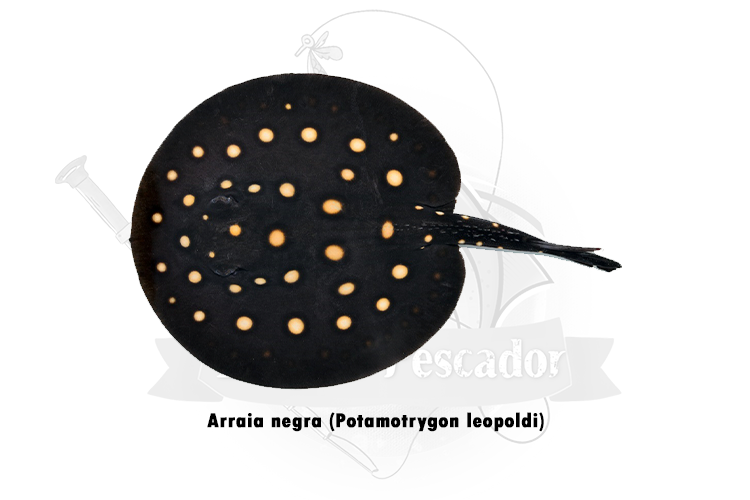 arria negra -potamotrygon leopoldi