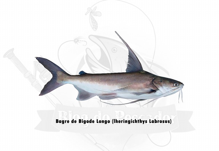 bagre de bigode longo -Iheringichthys labrosus