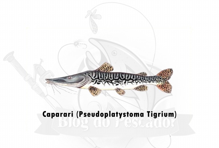 caparari - pseudoplatystoma tigrinum