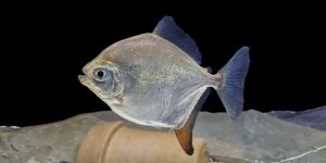 caracteristicas do peixe pacu branco