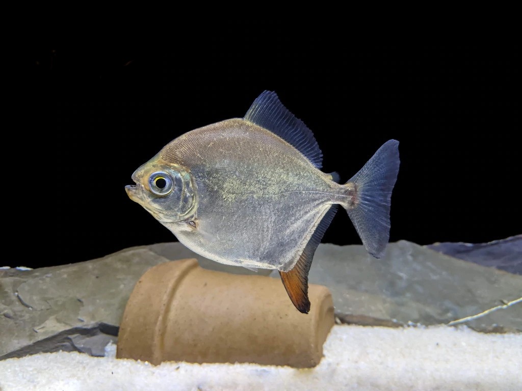 caracteristicas do peixe pacu branco