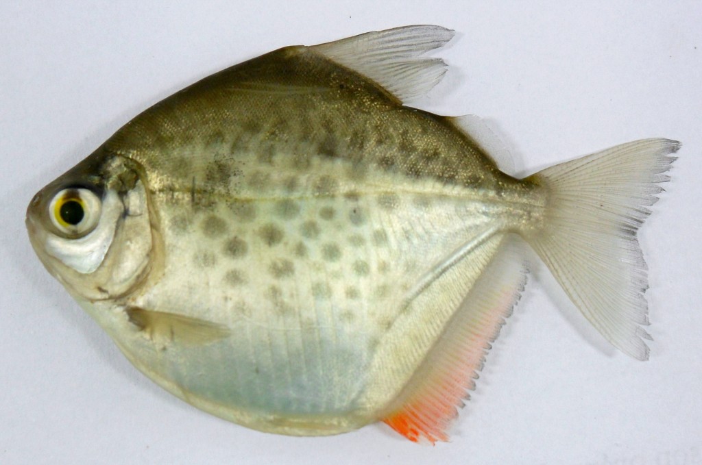 caracteristicas do peixe pacu peva