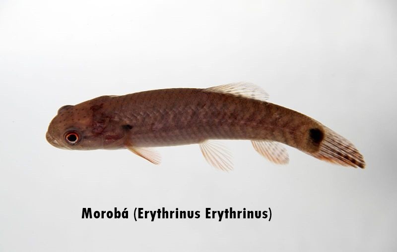 moroba - erythrinus erythrinus