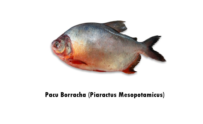 pacu borracha - piaractus mesopotamicus