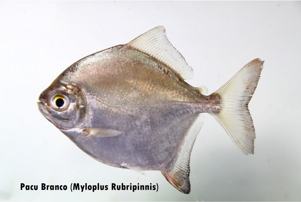 pacu branco - myloplus rubripinnis