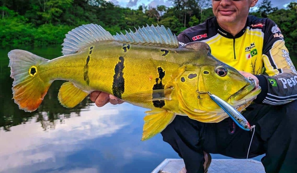 reproducao do peixe tucunare amarelo