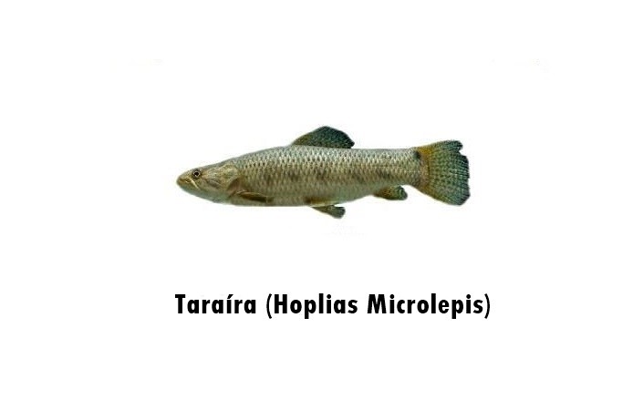 taraira - hoplias microlepis