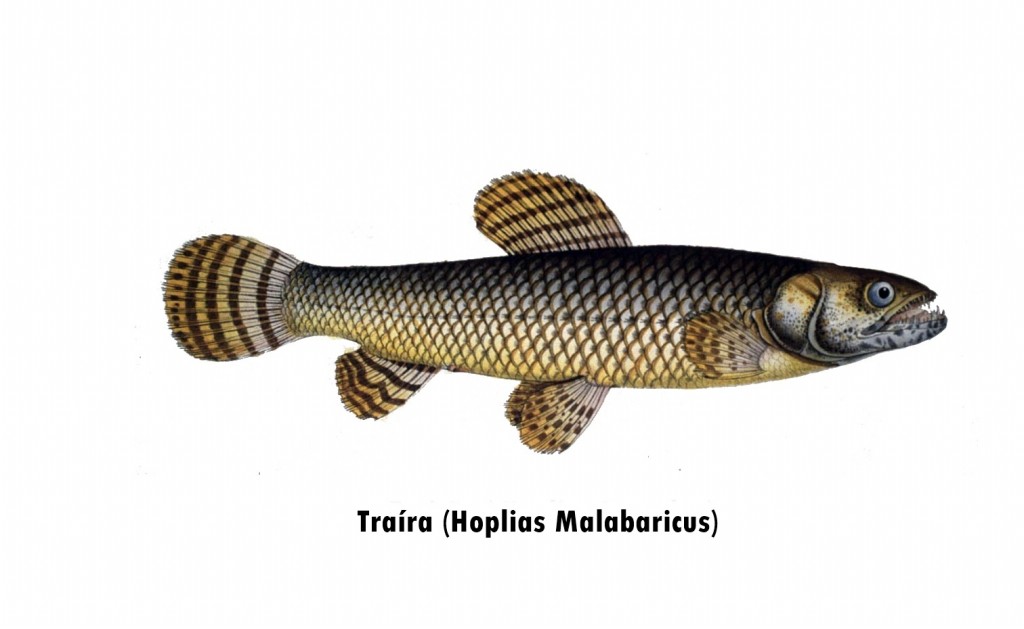 traira - hoplias malabaricus