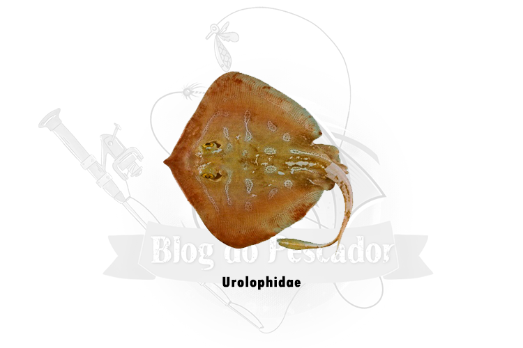 urolophidae