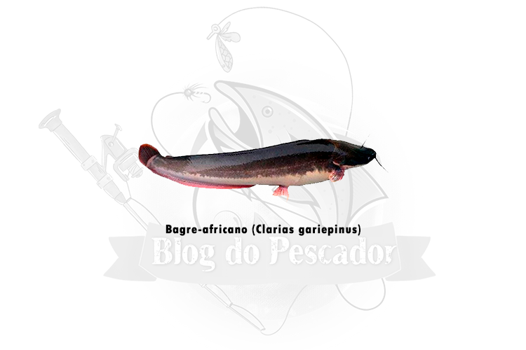 bagre-africano - clarias gariepinus