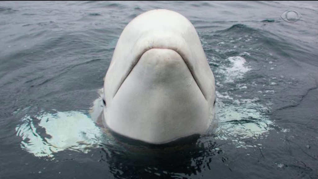 baleia branca