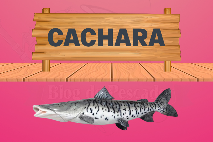 cachara