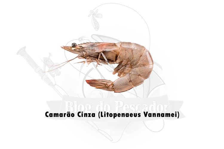 camarao cinza (litopenaeus vannamei)