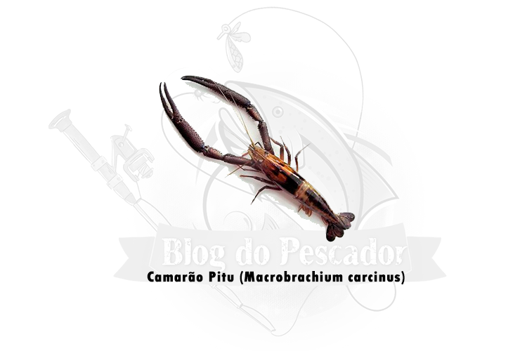 camarao pitu (macrobrachium carcinus)
