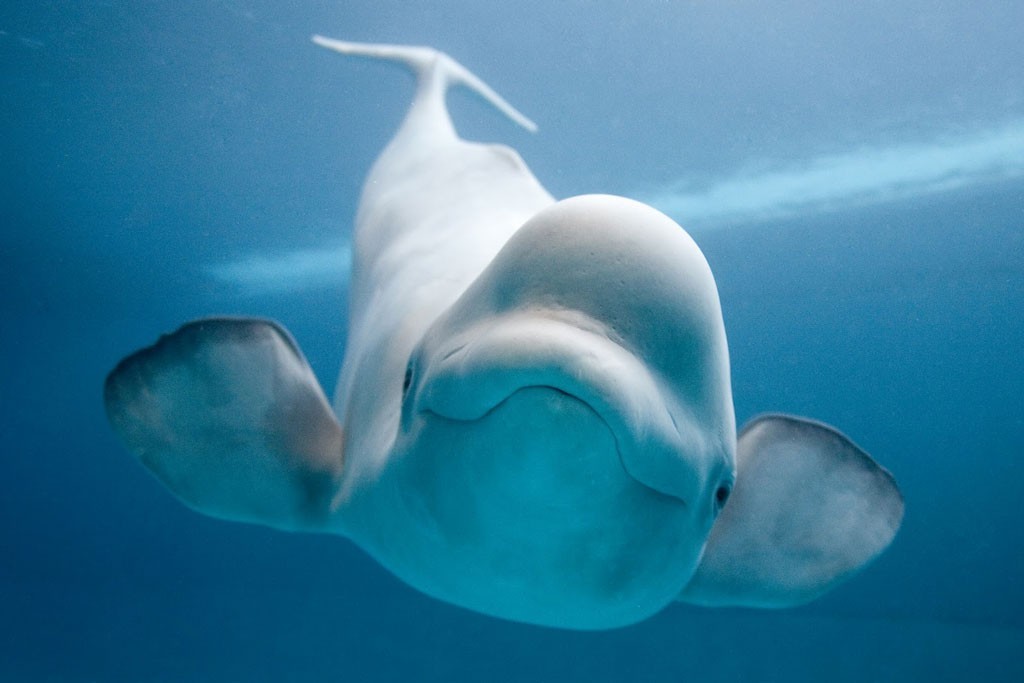 caracteristicas da baleia branca