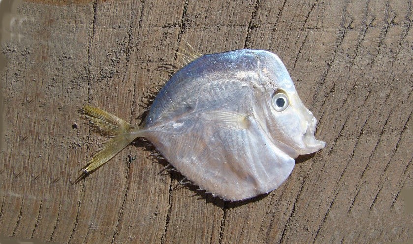 caracteristicas do peixe galo de penacho