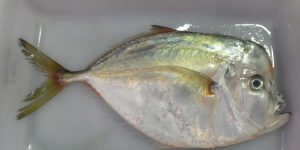 caracteristicas do peixe galo olhudo