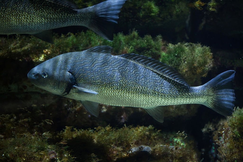 caracteristicas do peixe miraguaia