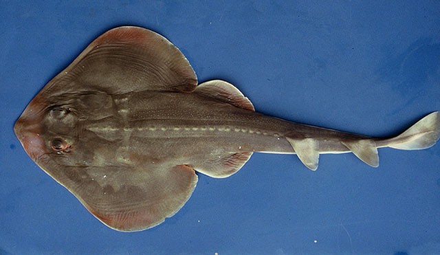 caracteristicas do peixe peixe viola