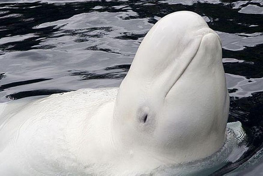 curiosidade sobre a baleia branca