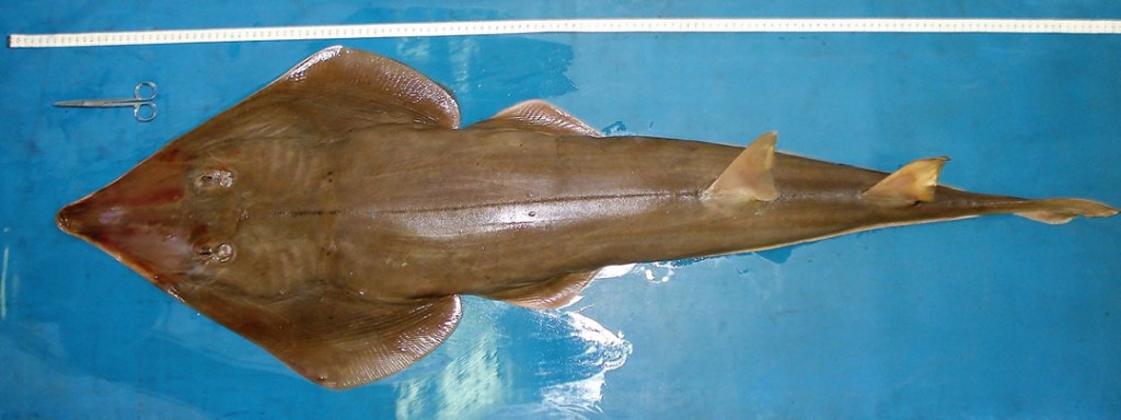 peixe viola 