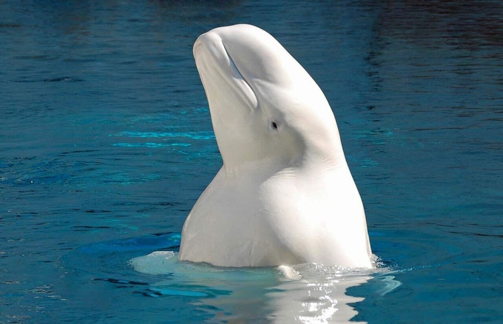 reproducao da baleia branca